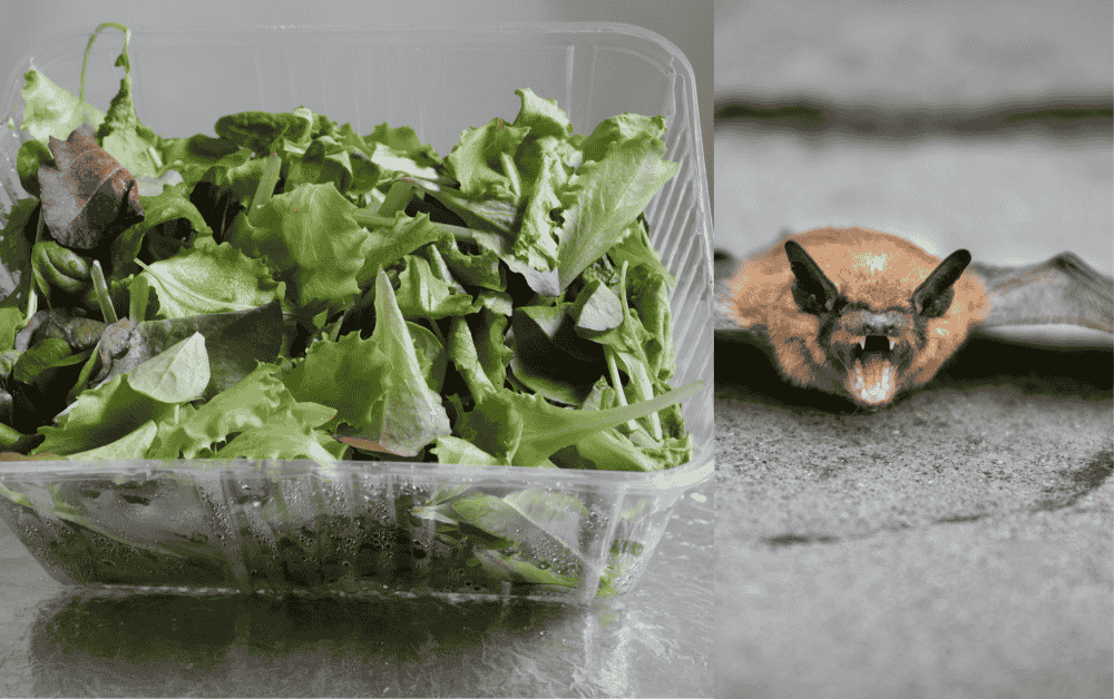 Couple Finds Dead Bat in Their Salad